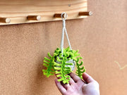 Crochet Plant Hanging